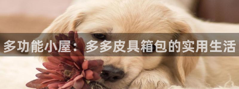 意昂体育3平台假的吗是真的吗